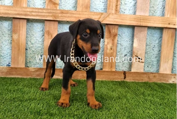 --doberman-116_8
