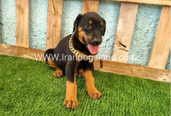 --doberman-117_1
