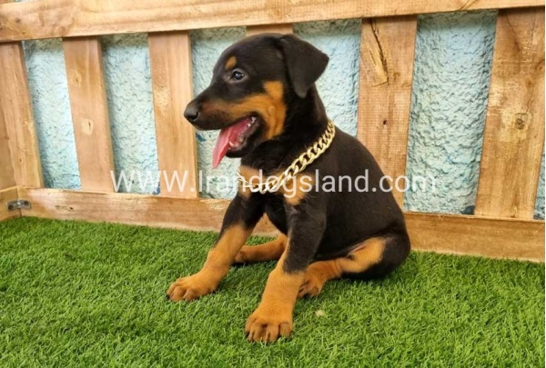 --doberman-117_10