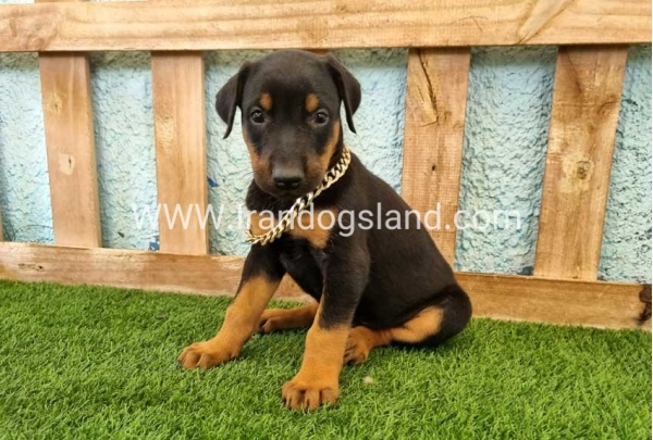 --doberman-117_11