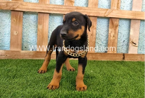 --doberman-117_2