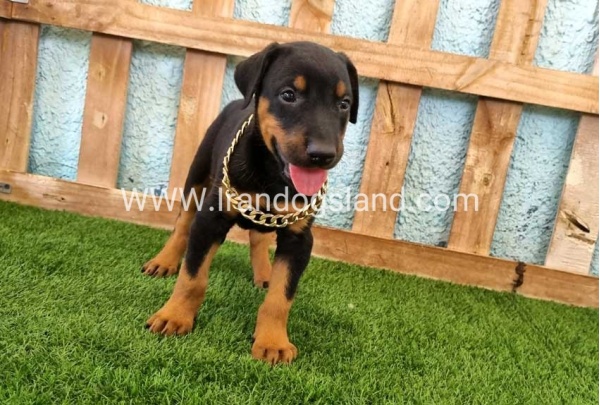 --doberman-117_3