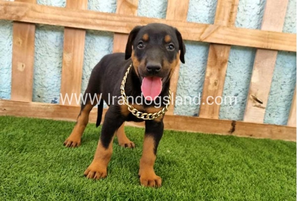 --doberman-117_4