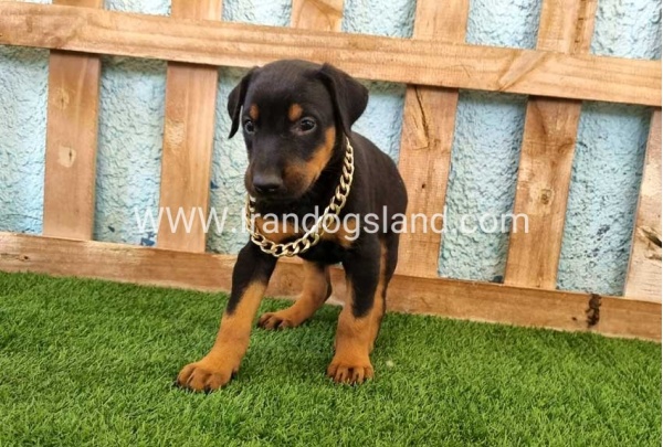 --doberman-117_5
