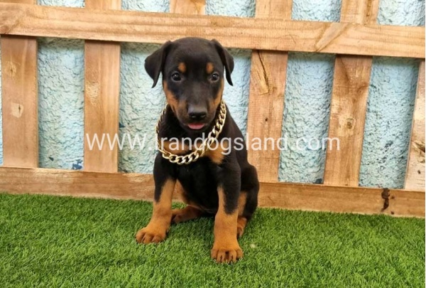 --doberman-117_6