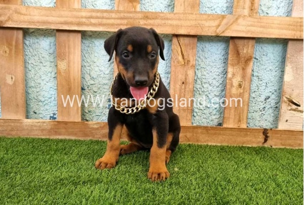--doberman-117_7