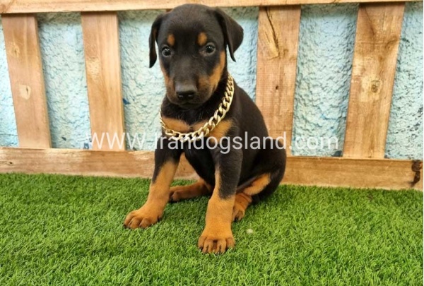 --doberman-117_8
