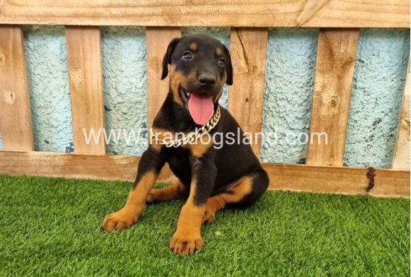 --doberman-117_9