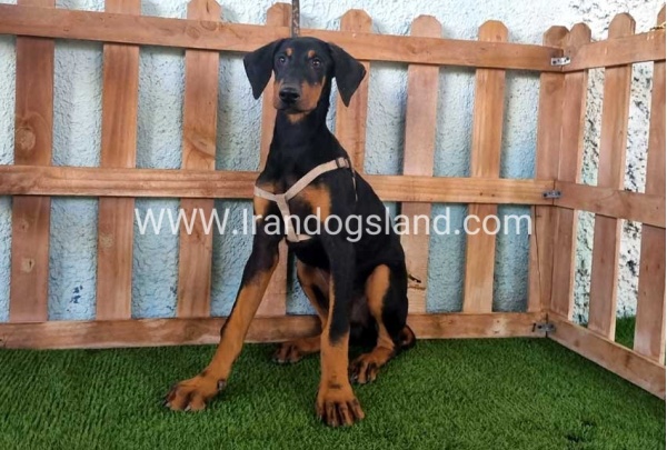 --doberman-118_1