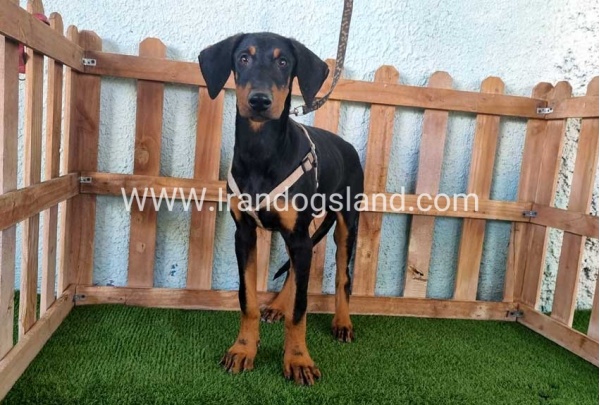 --doberman-118_11