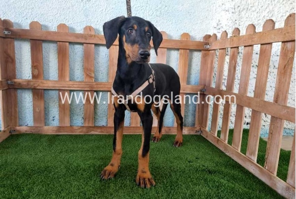 --doberman-118_12