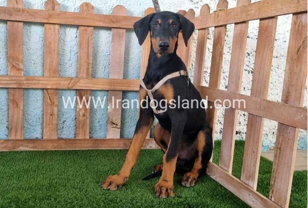 --doberman-118_13