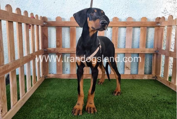 --doberman-118_14