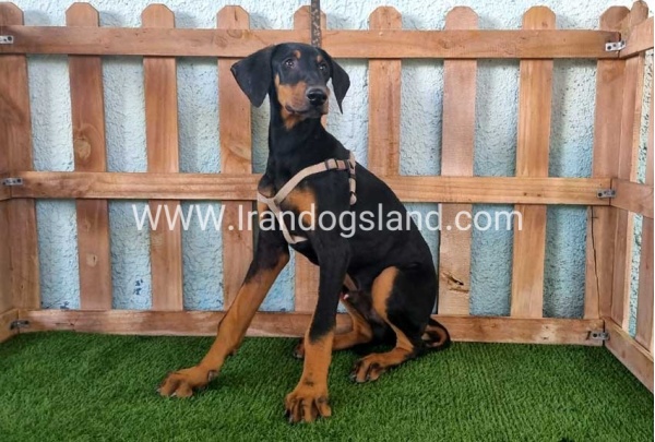 --doberman-118_15