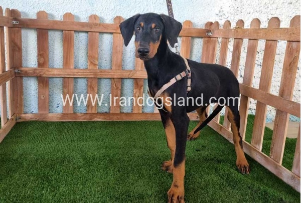 --doberman-118_2