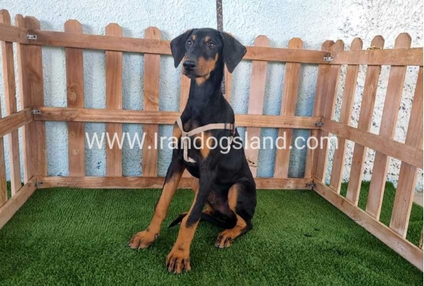 --doberman-118_3
