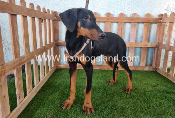 --doberman-118_4