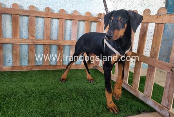 --doberman-118_5
