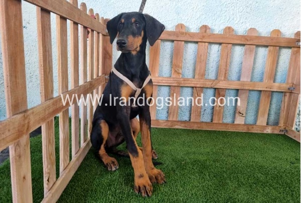 --doberman-118_6