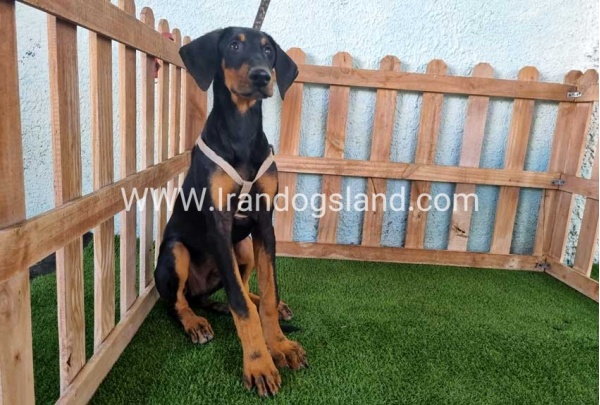 --doberman-118_7