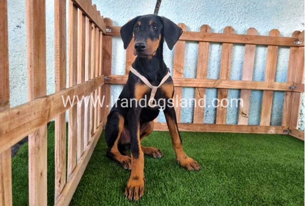 --doberman-118_8