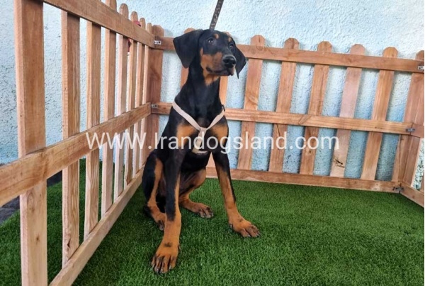 --doberman-118_9