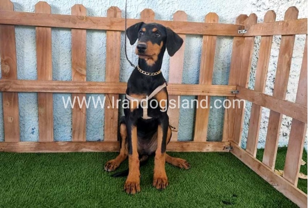 --doberman-119_1
