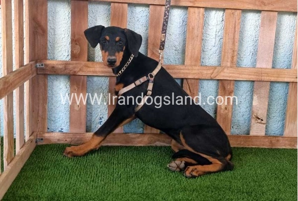 --doberman-119_2