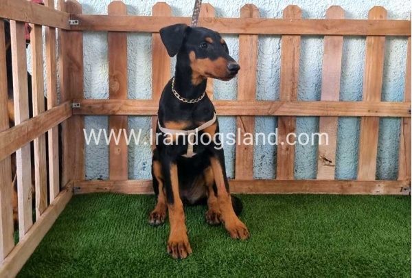 --doberman-119_3