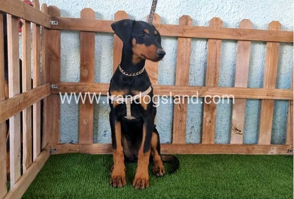 --doberman-119_4