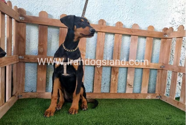 --doberman-119_5