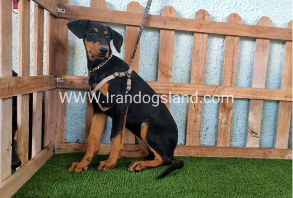 --doberman-119_6