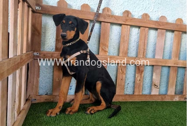 --doberman-119_7
