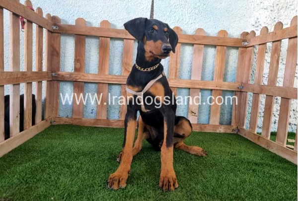 --doberman-119_8