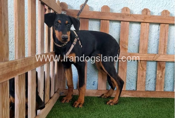 --doberman-119_9