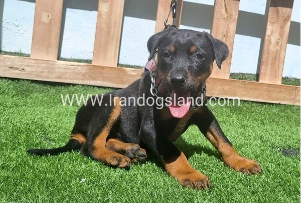 --doberman-128_1