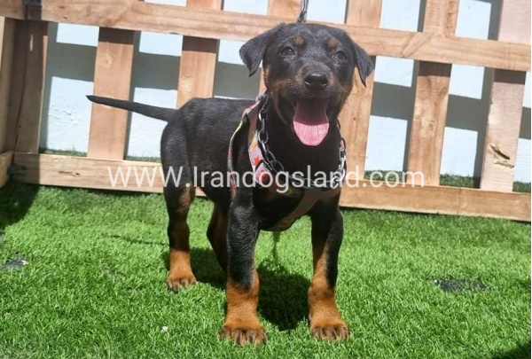 --doberman-128_10