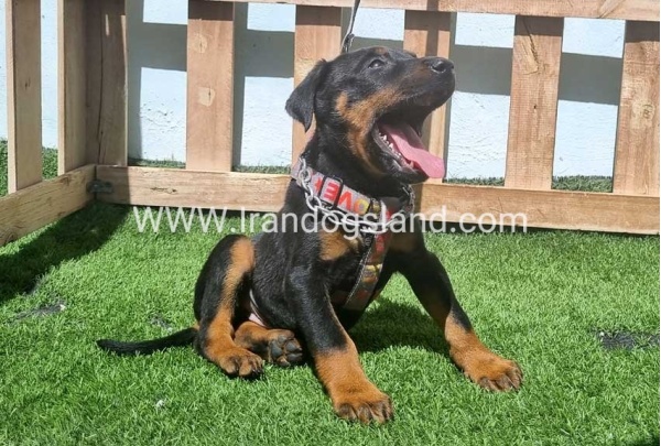 --doberman-128_11