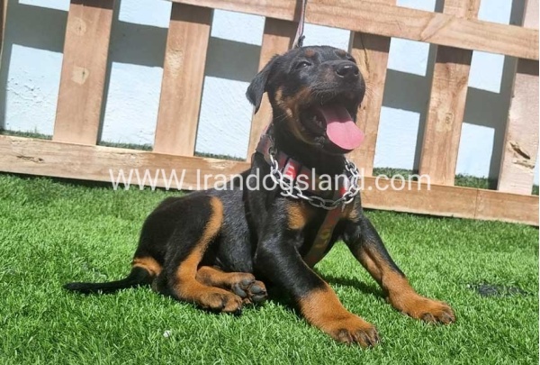 --doberman-128_2