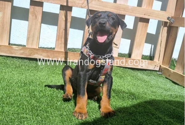 --doberman-128_3