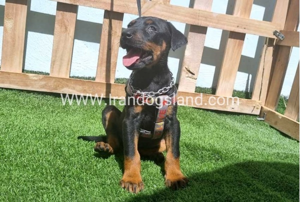 --doberman-128_4