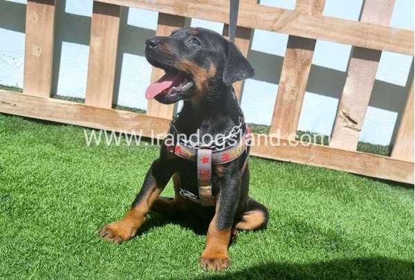 --doberman-128_5
