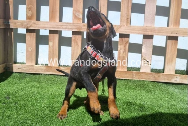 --doberman-128_6
