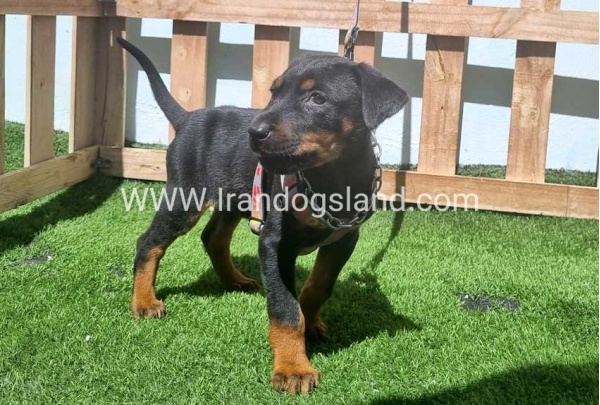 --doberman-128_7