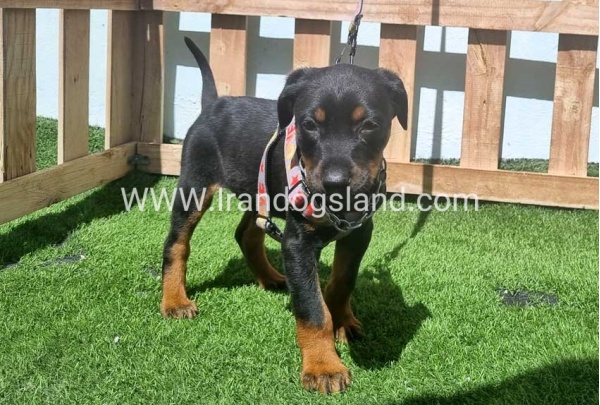 --doberman-128_8