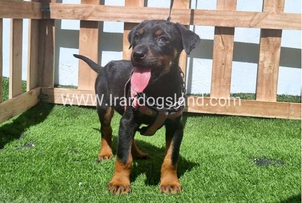--doberman-128_9
