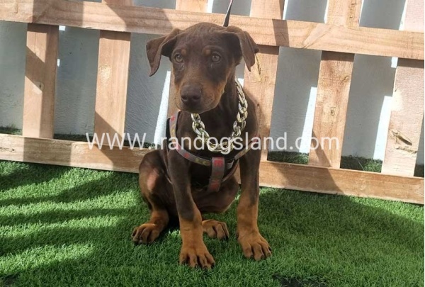 --doberman-129_1