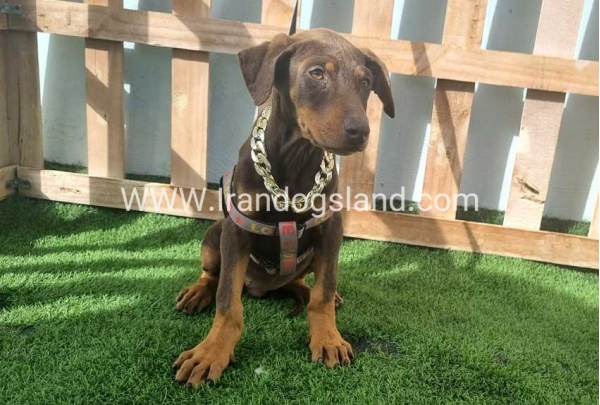 --doberman-129_10