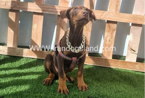 --doberman-129_2