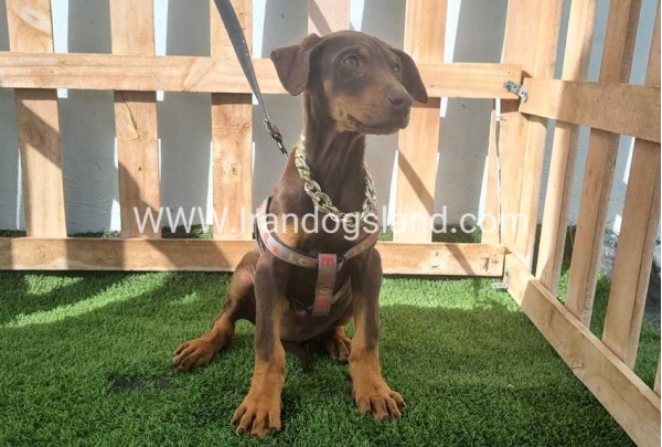 --doberman-129_3